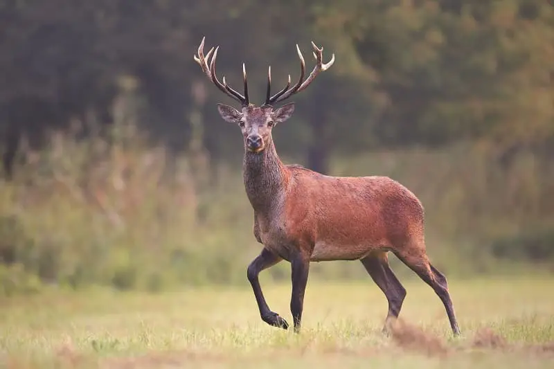 Parc Naturel Régional de la Brenne