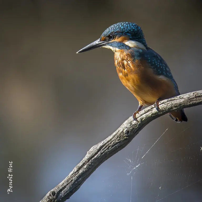 Parc Naturel Régional de la Brenne - Photo de Benoit HUC